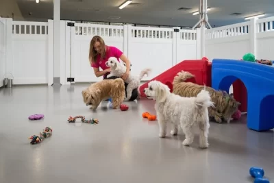 Evcil Hayvan Pet Oteli işi için  İş Planı Hizmetimiz